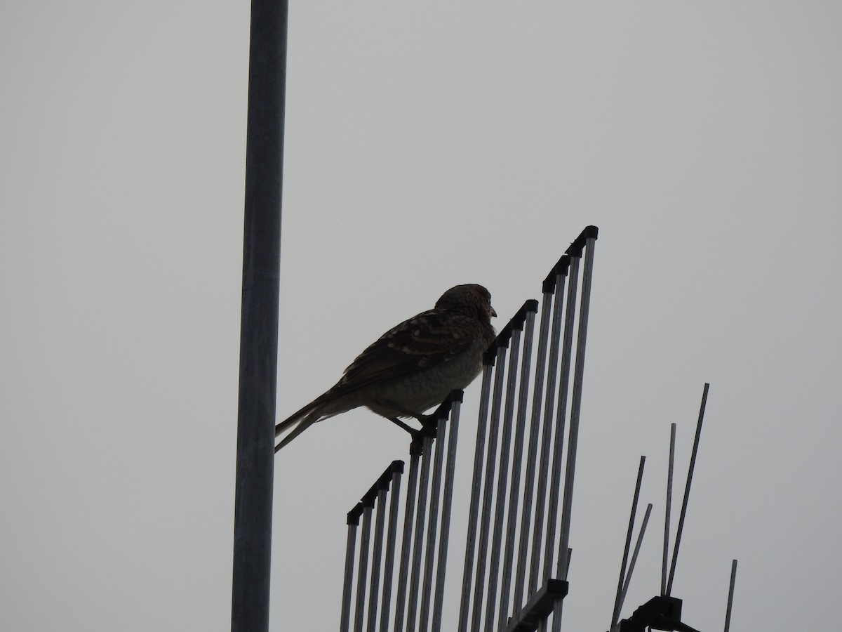 Spotted Bowerbird - ML618806567