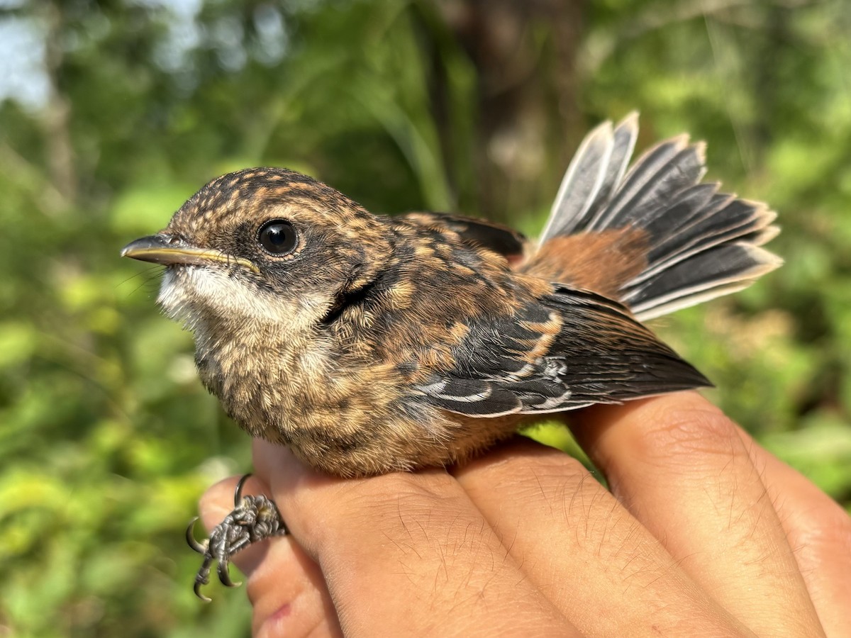 Gray Bushchat - Wenyi Zhou