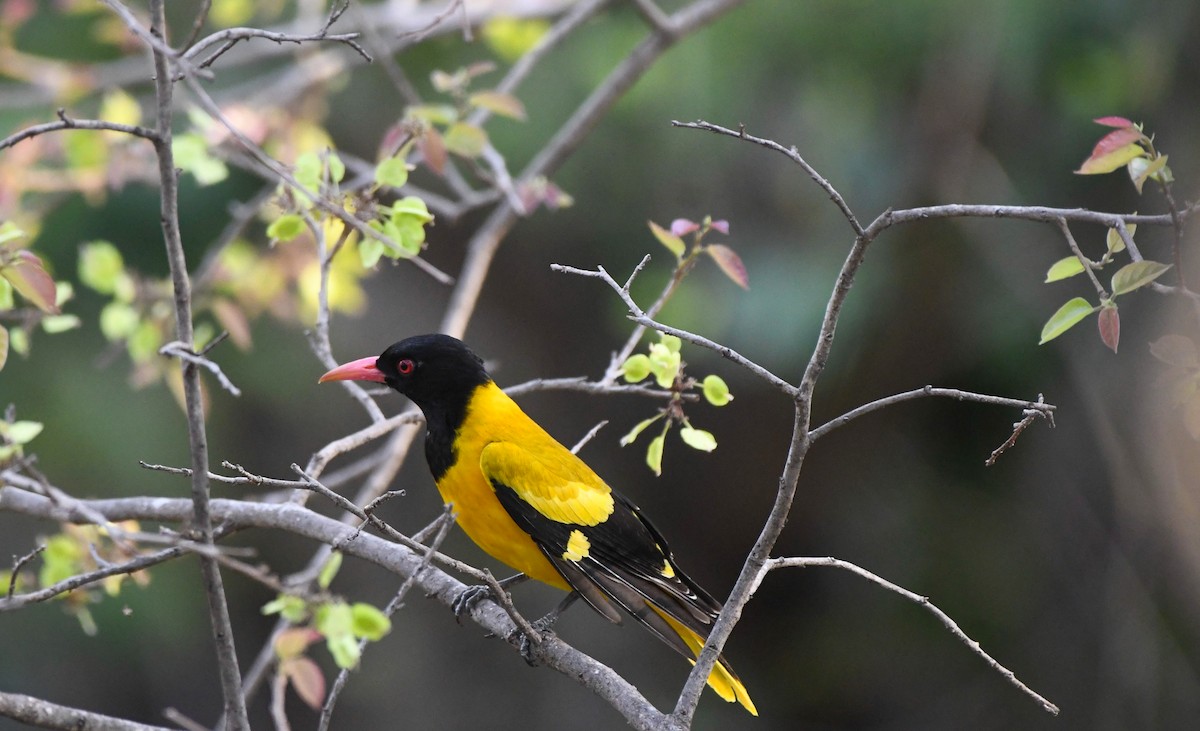 Black-hooded Oriole - prem sai