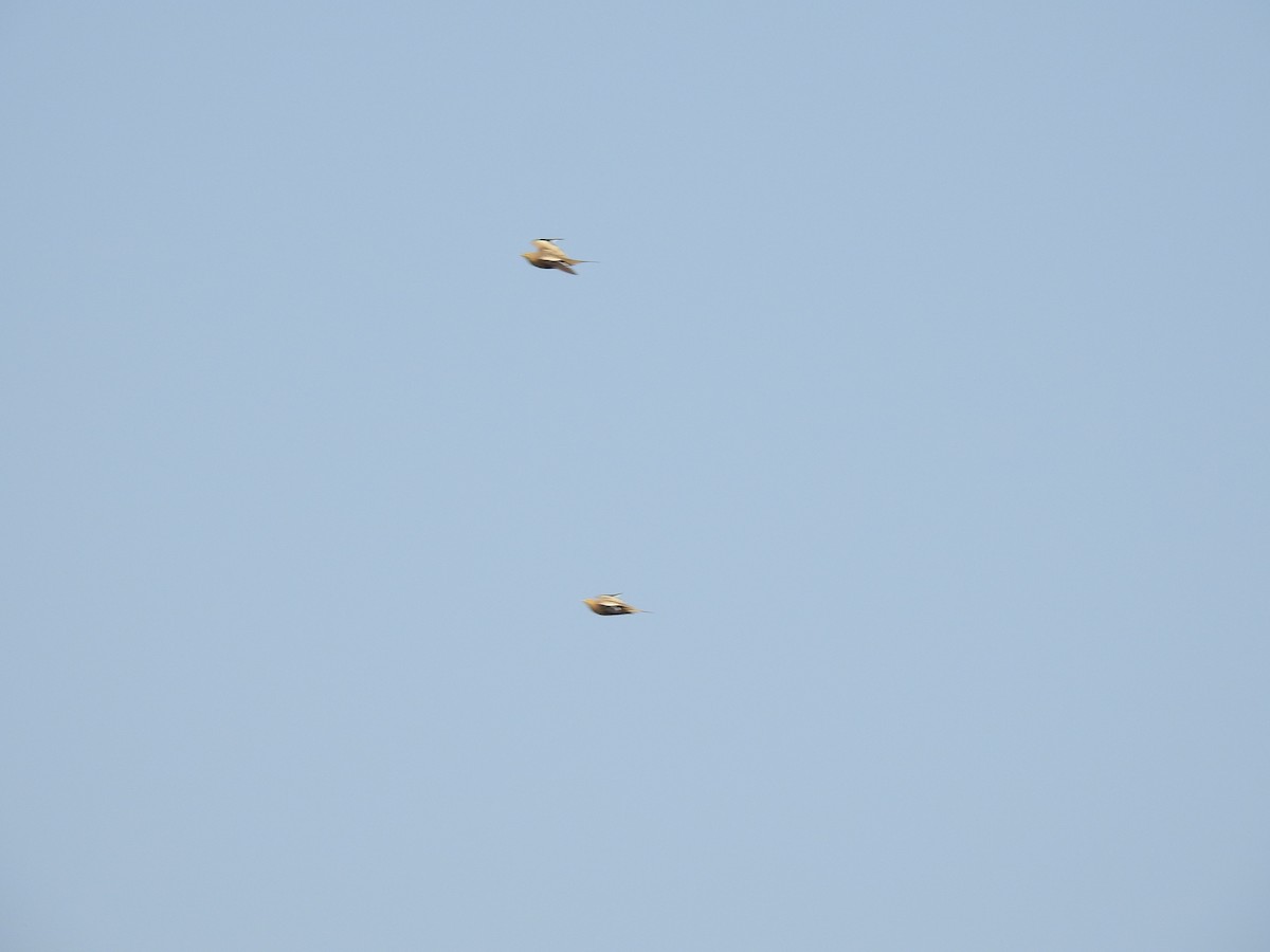 Chestnut-bellied Sandgrouse - Sudhanva Jahagirdar