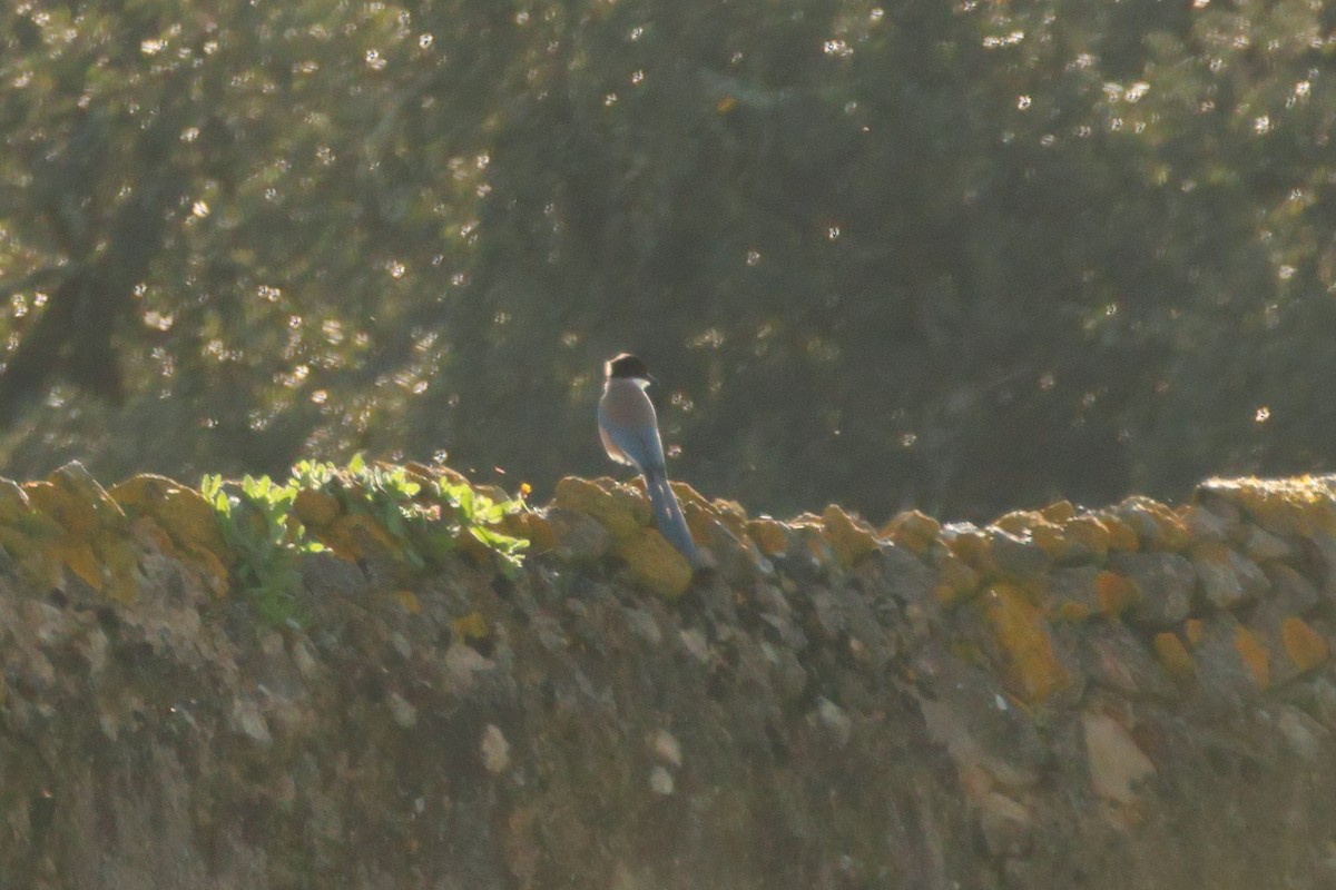 Iberian Magpie - Alexandre Hespanhol Leitão