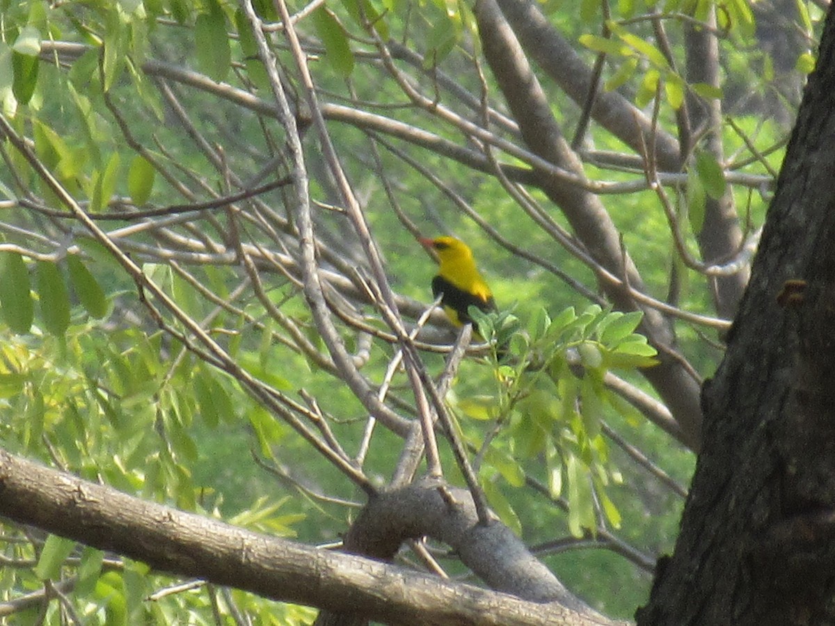 Indian Golden Oriole - Dev Choudhari