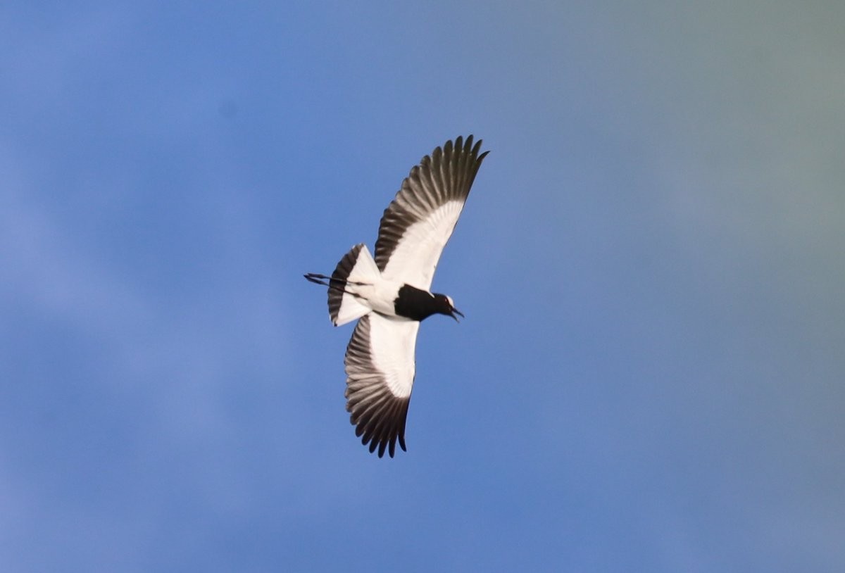 Blacksmith Lapwing - ML618806640