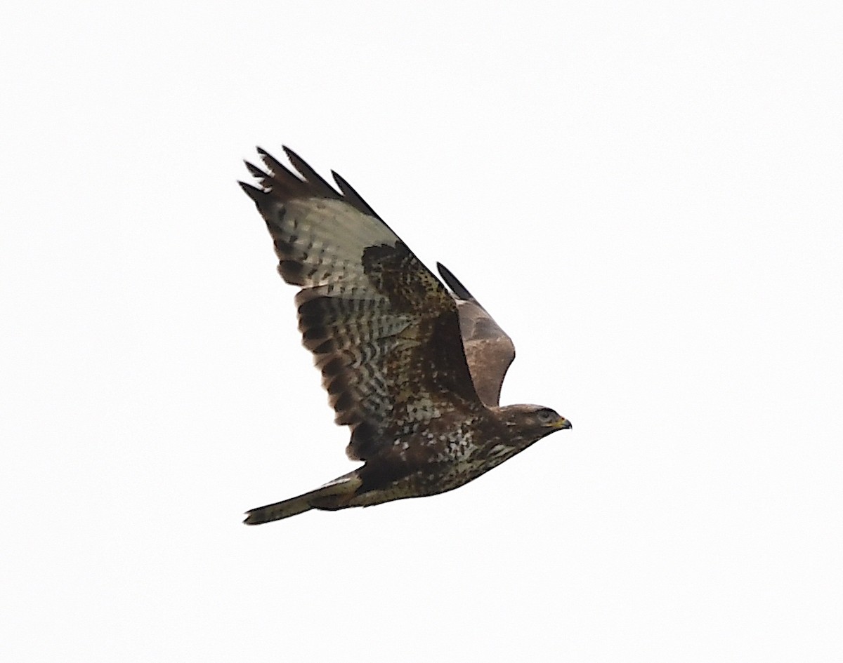 Common Buzzard - Василий Калиниченко