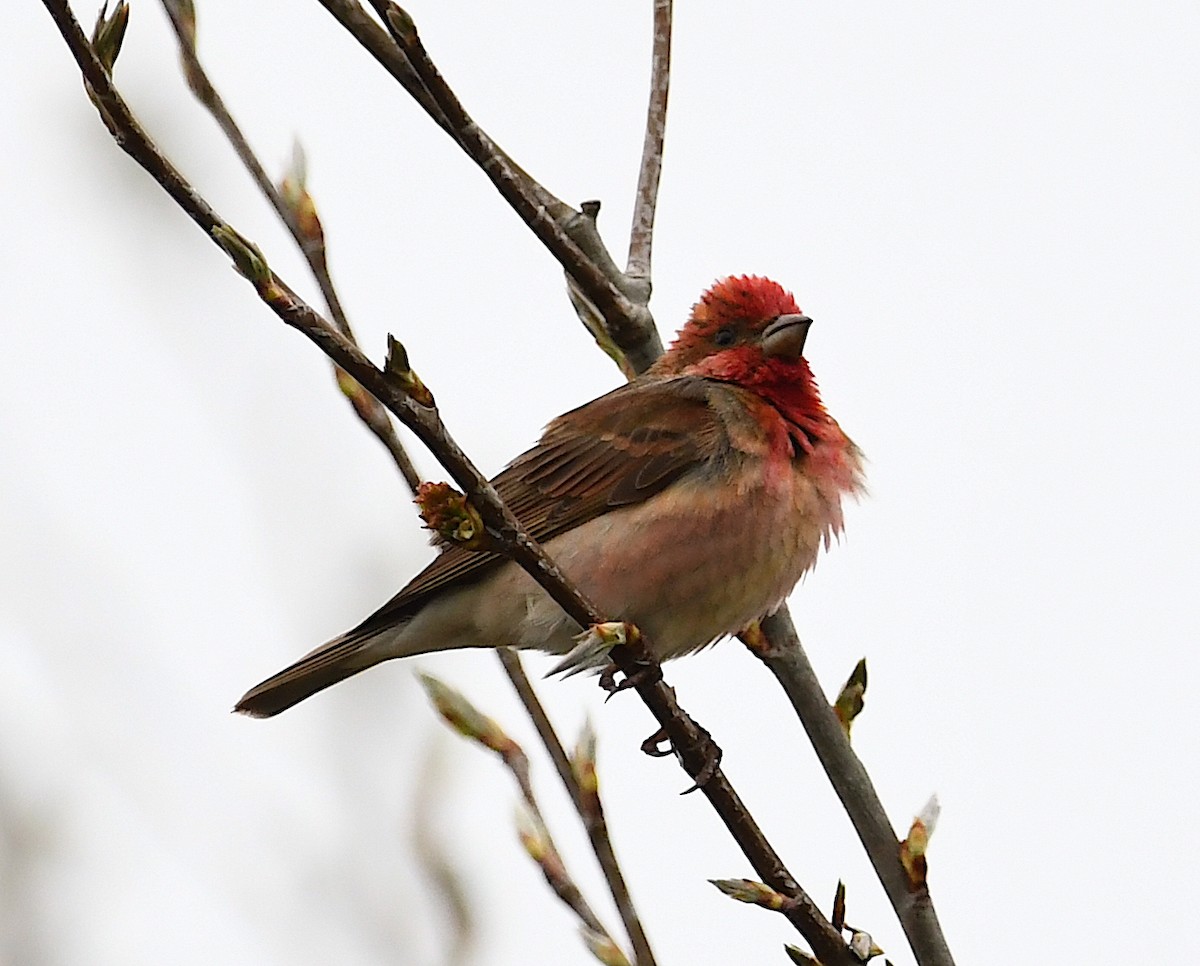 Common Rosefinch - Василий Калиниченко