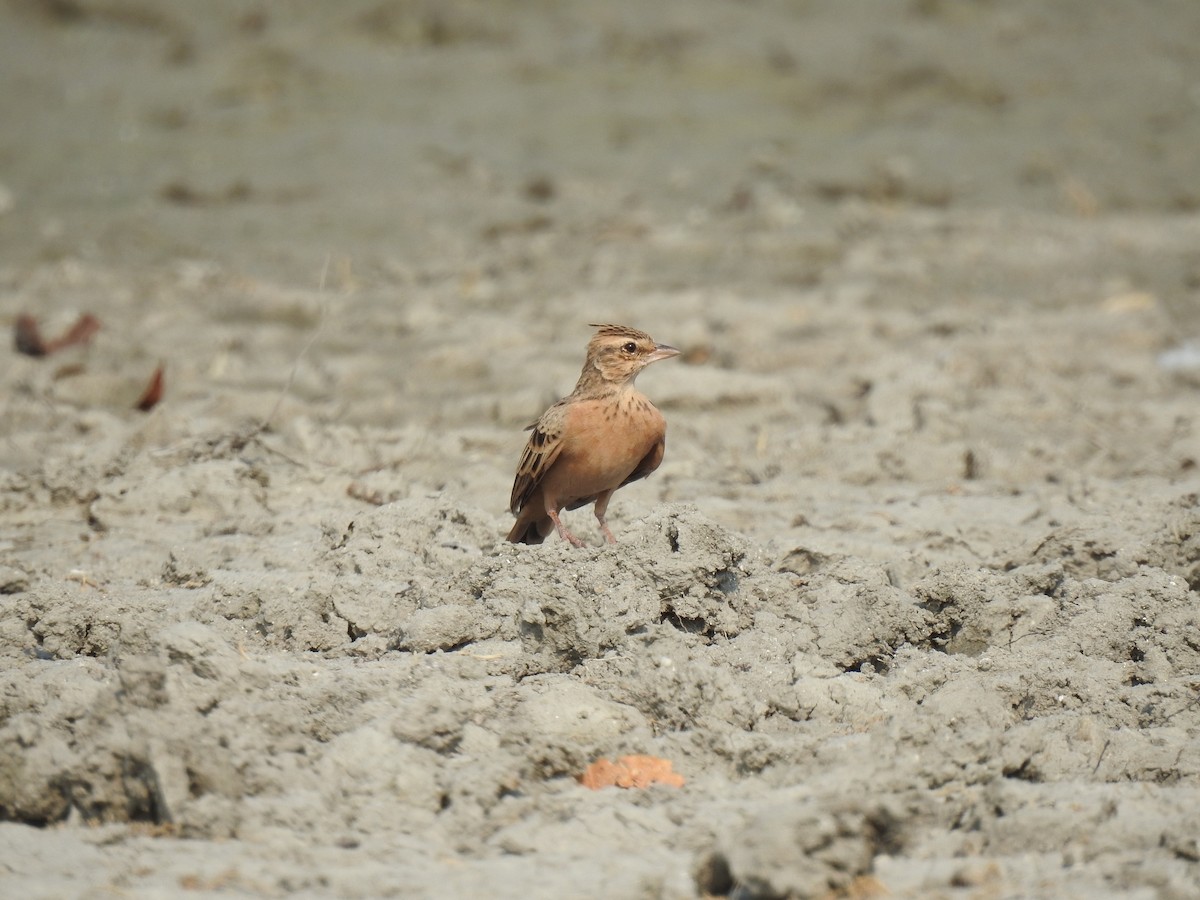 Tawny Lark - Sudhanva Jahagirdar