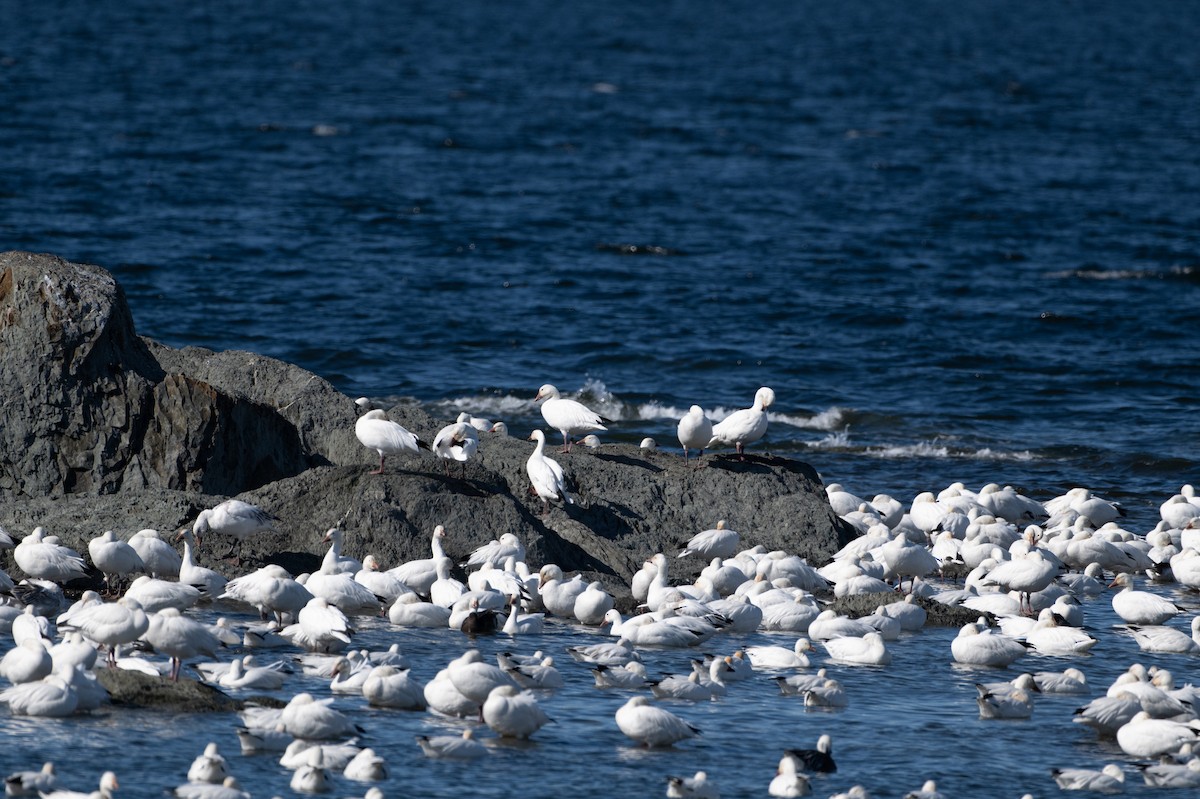 Snow Goose - Christine Pelletier et (Claude St-Pierre , photos)