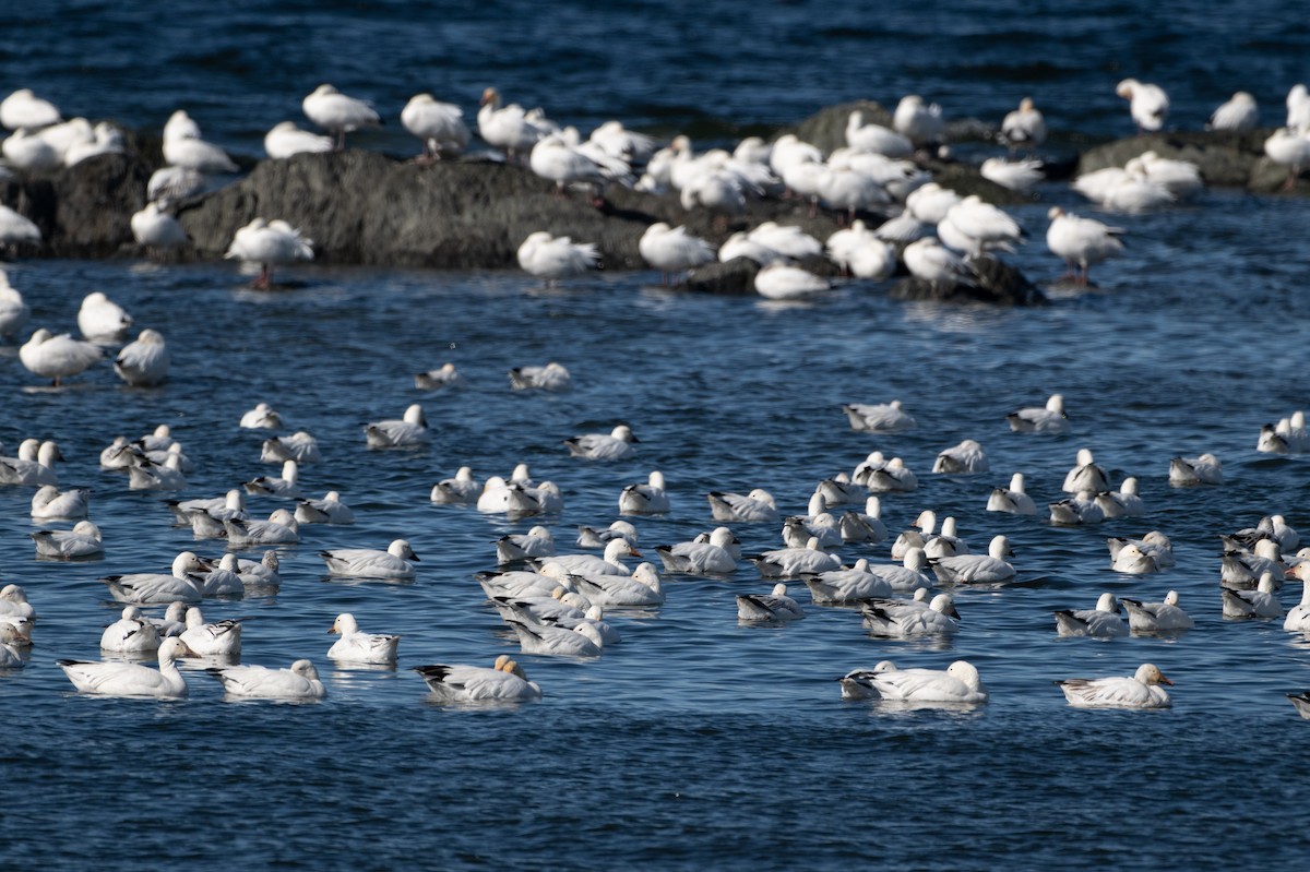 Snow Goose - Christine Pelletier et (Claude St-Pierre , photos)