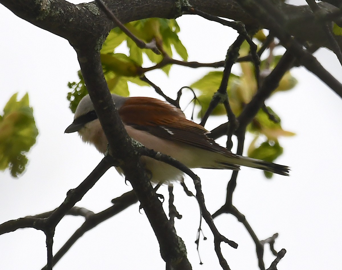 Red-backed Shrike - Василий Калиниченко