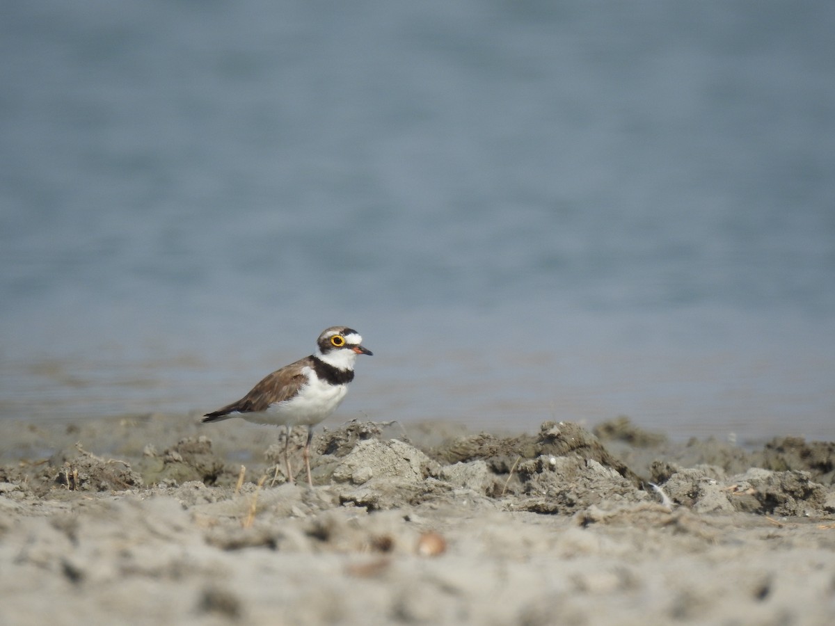 Little Ringed Plover - ML618806691