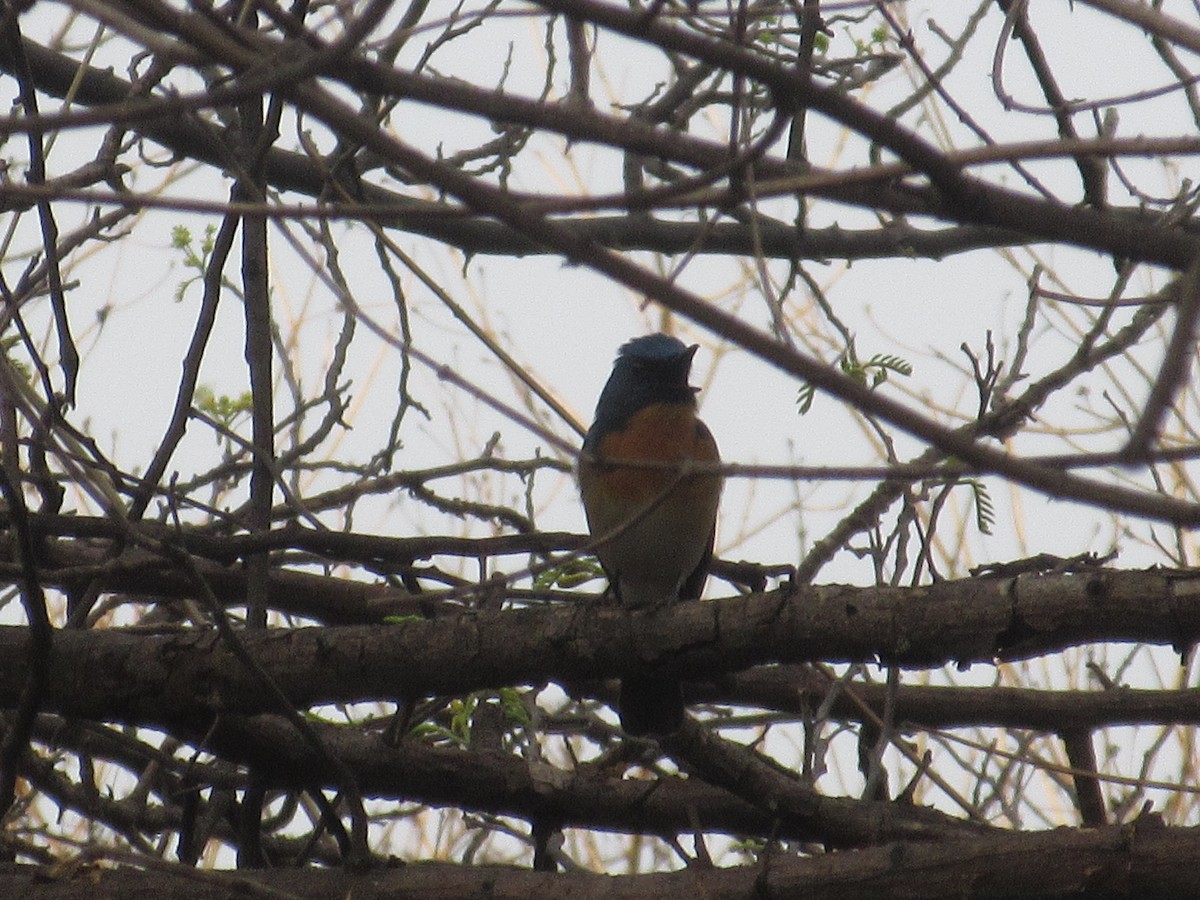 Tickell's Blue Flycatcher - Dev Choudhari