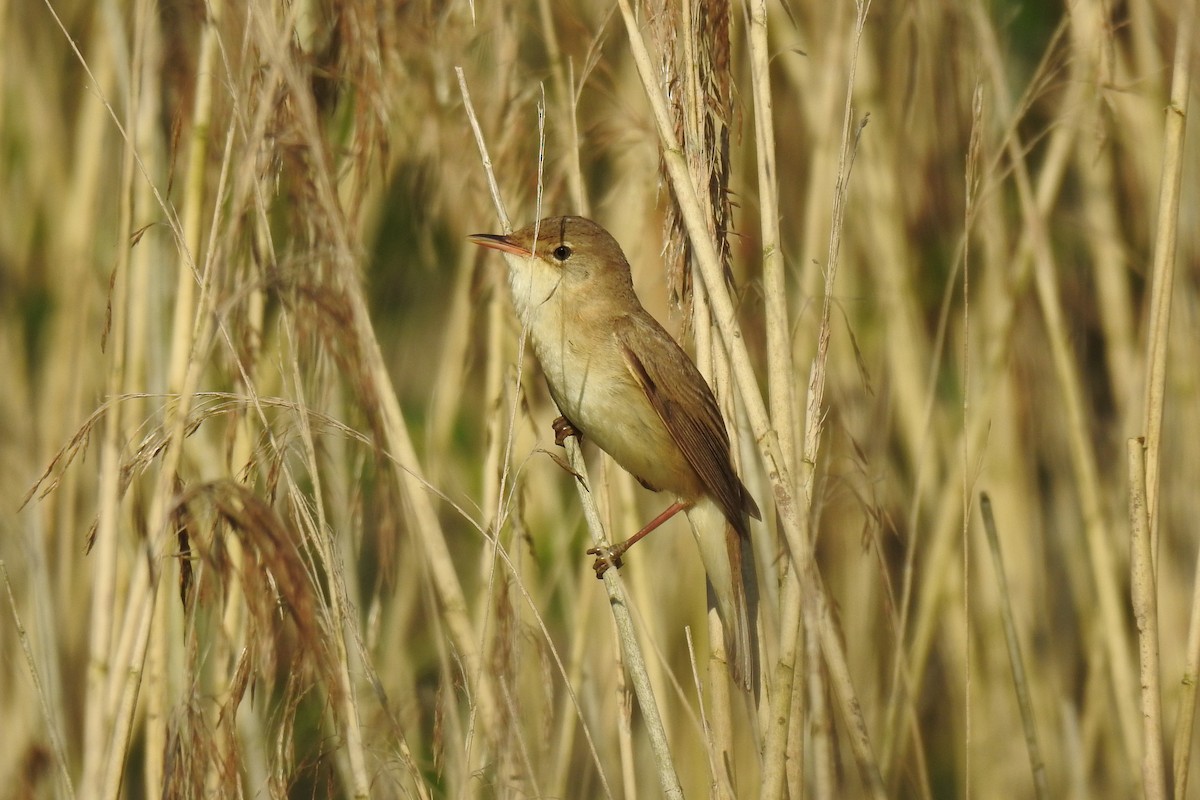 Common Reed Warbler - Peter Hines