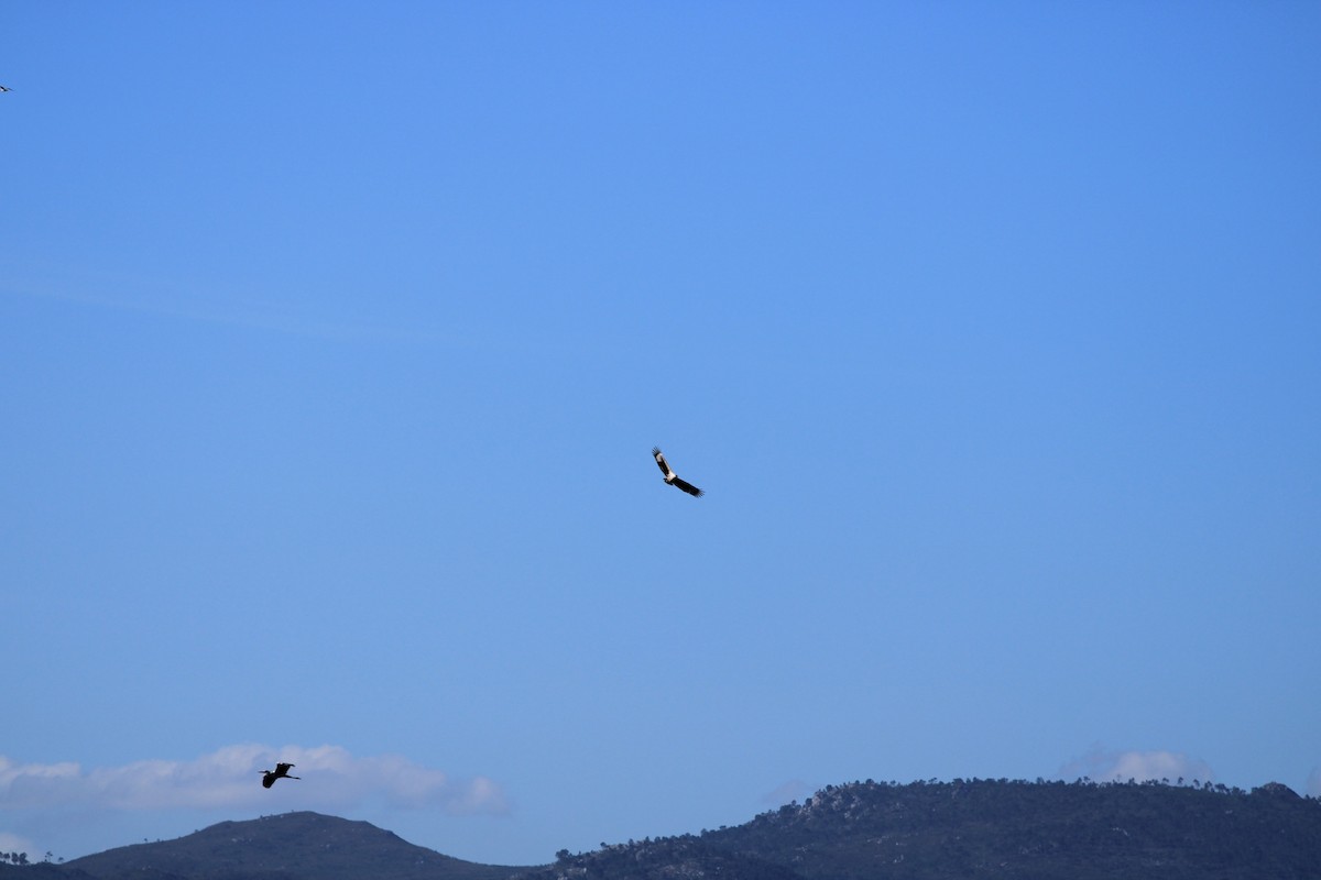 African Fish-Eagle - Dylan Schröder