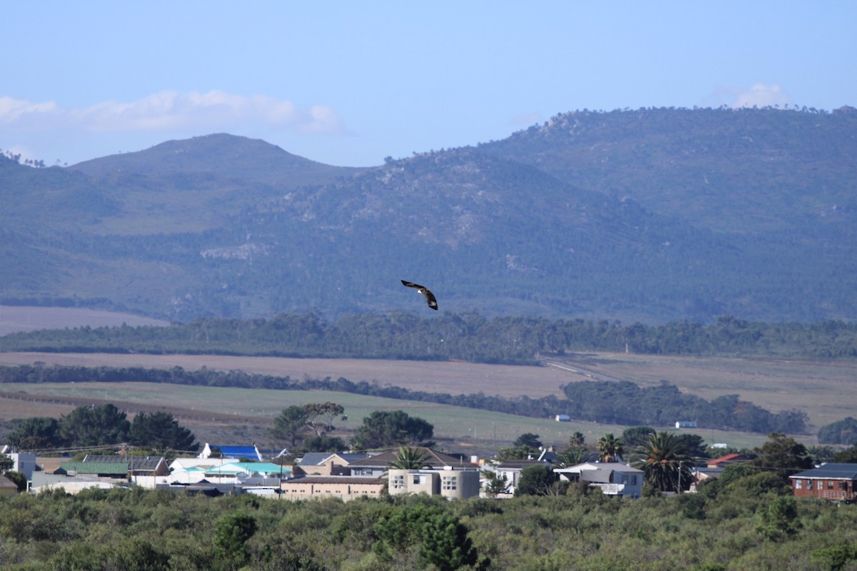 African Fish-Eagle - ML618806712