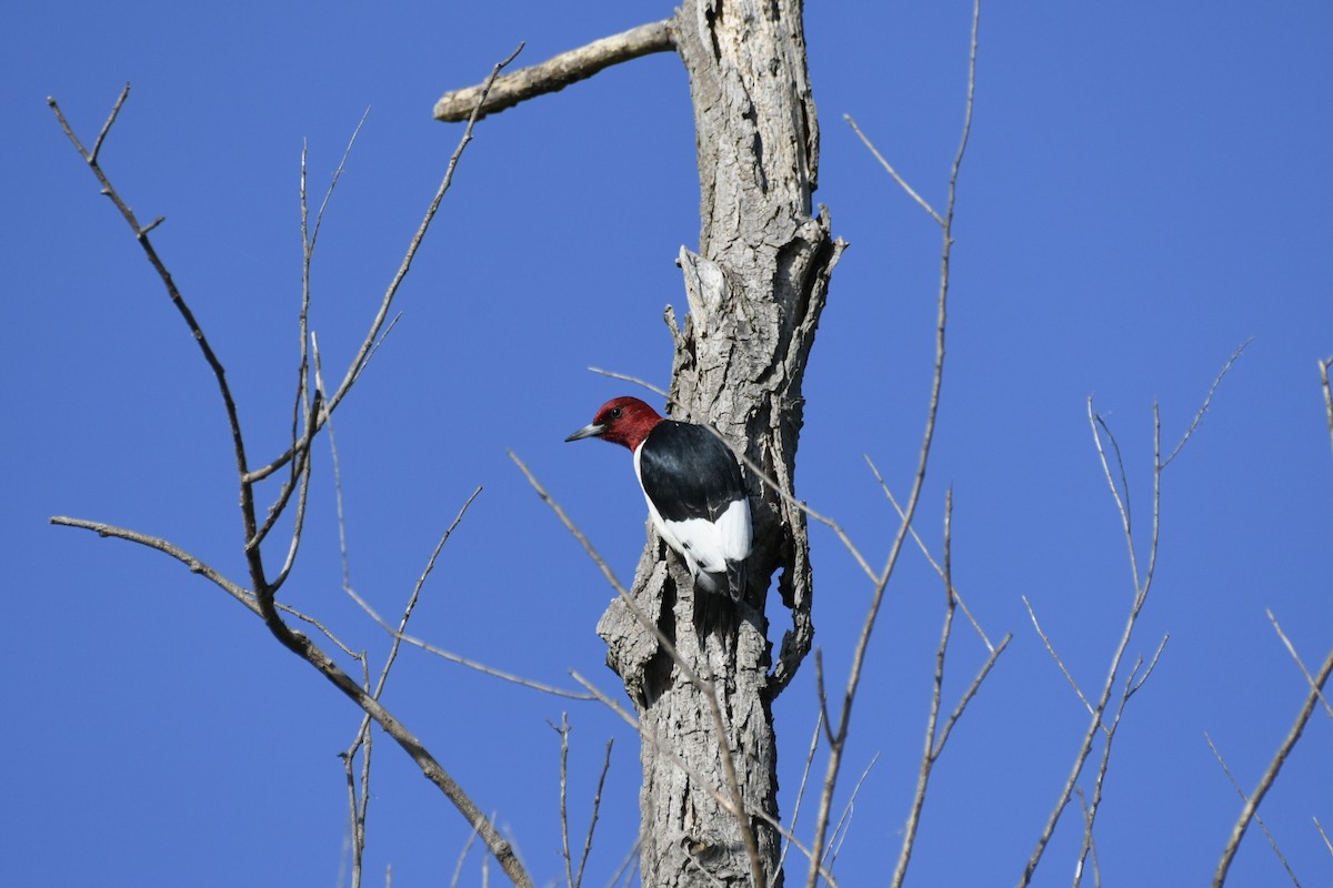 Red-headed Woodpecker - Ben Henry