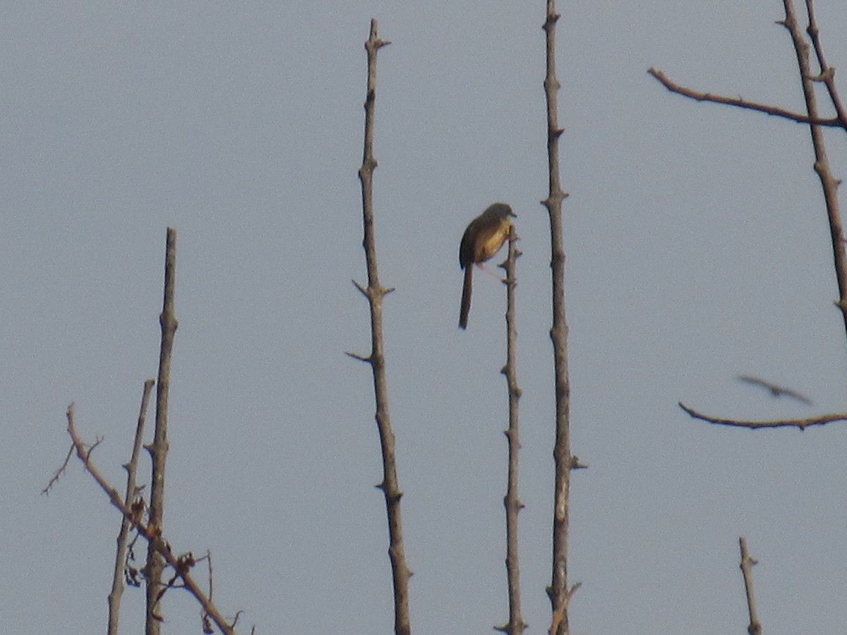 Ashy Prinia - Dev Choudhari