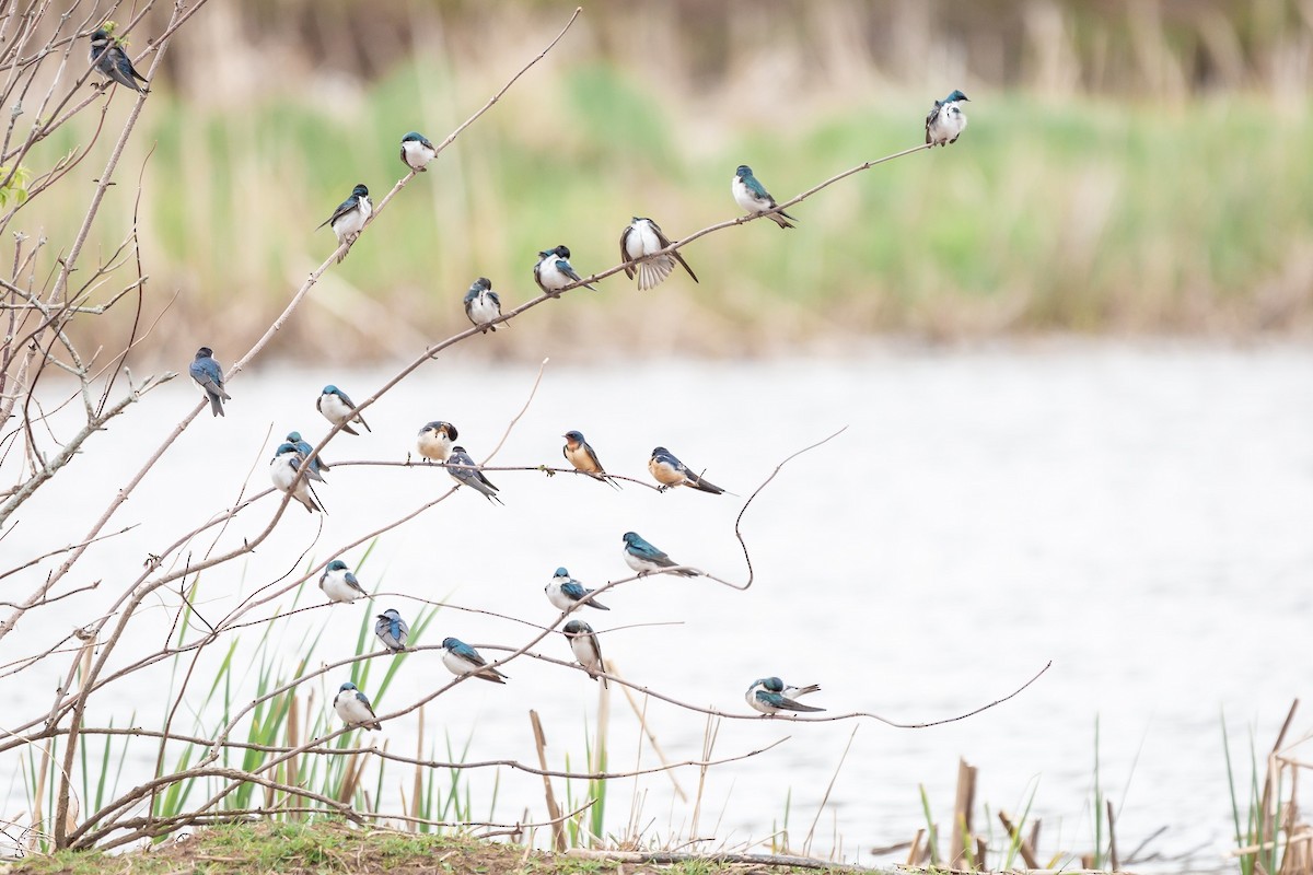 Tree Swallow - Rachel Leeman