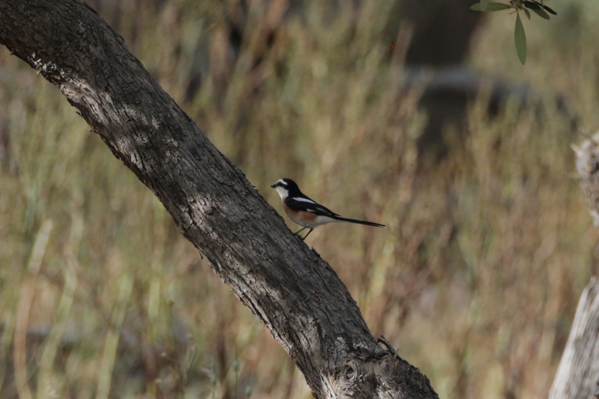 Masked Shrike - Olivier Laporte