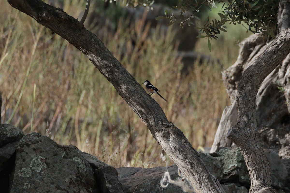 Masked Shrike - Olivier Laporte