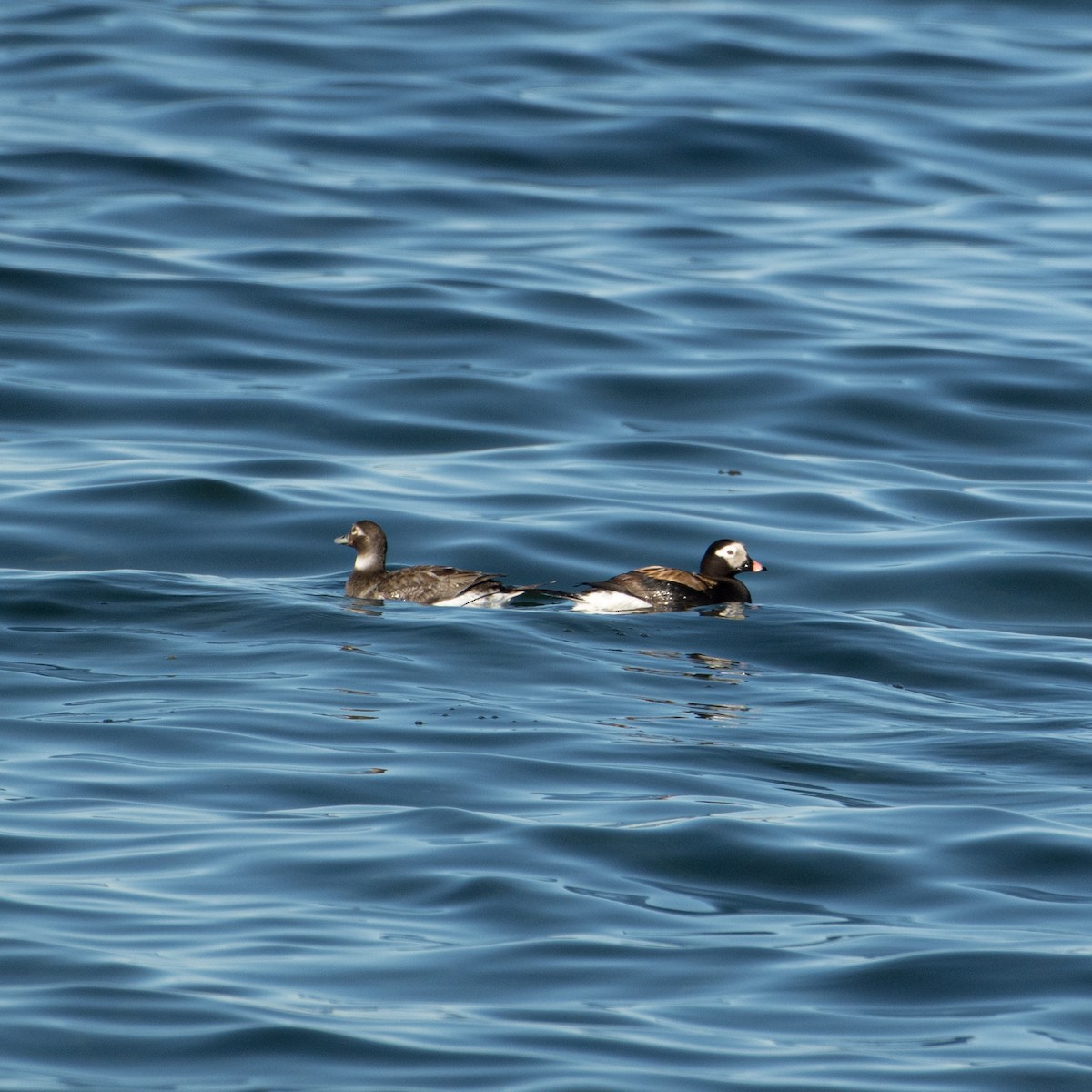 Long-tailed Duck - Christine Pelletier et (Claude St-Pierre , photos)