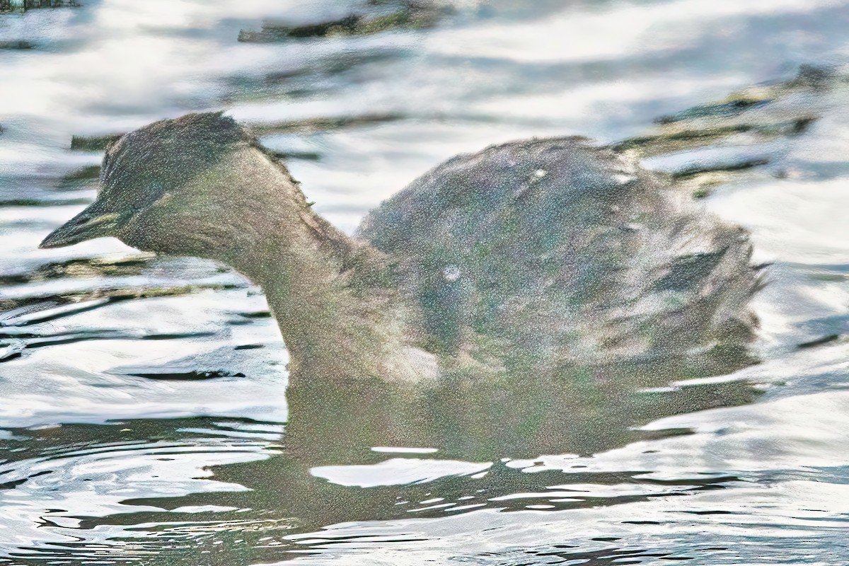 Hoary-headed Grebe - Alfons  Lawen