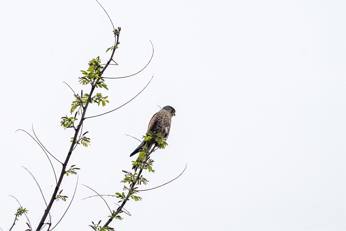 Eurasian Kestrel - 대준 유