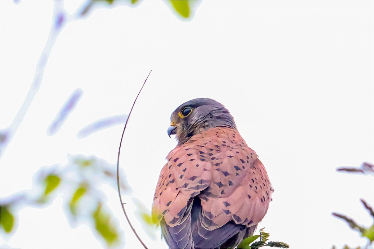 Eurasian Kestrel - 대준 유