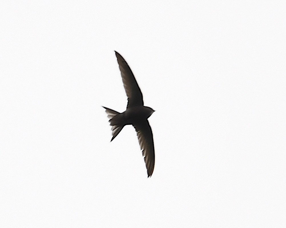 Pallid Swift - Василий Калиниченко