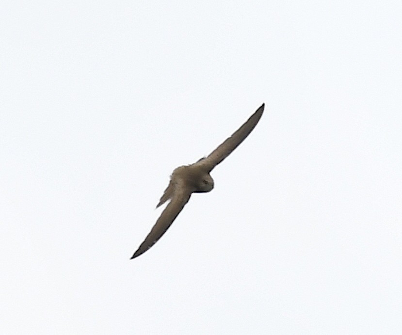 Pallid Swift - Василий Калиниченко