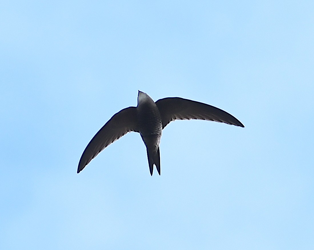 Pallid Swift - Василий Калиниченко