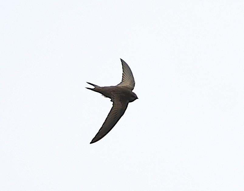 Pallid Swift - Василий Калиниченко