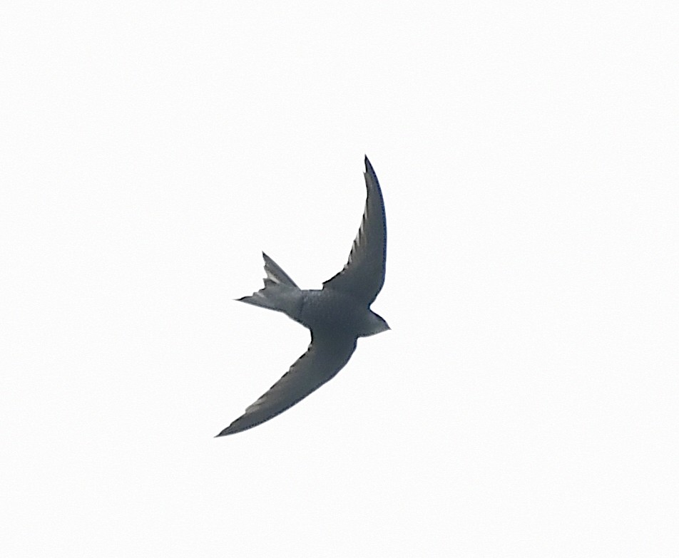 Pallid Swift - Василий Калиниченко