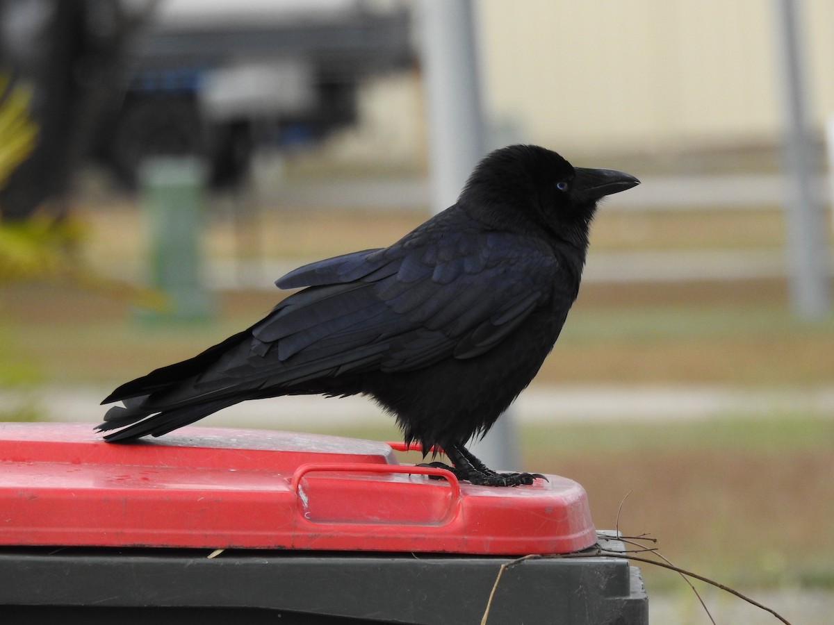 Torresian Crow - Sharron Krause