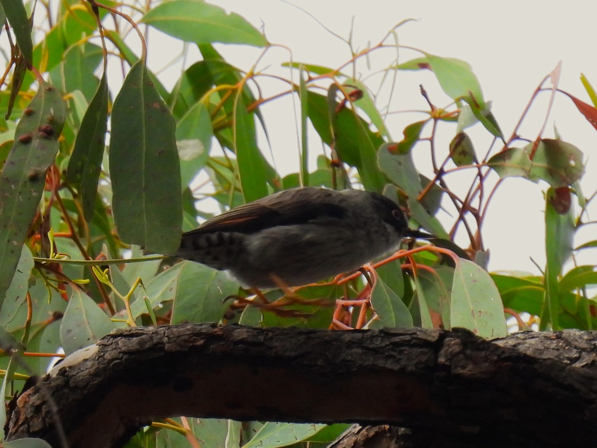 Varied Sittella - Helen Erskine-Behr