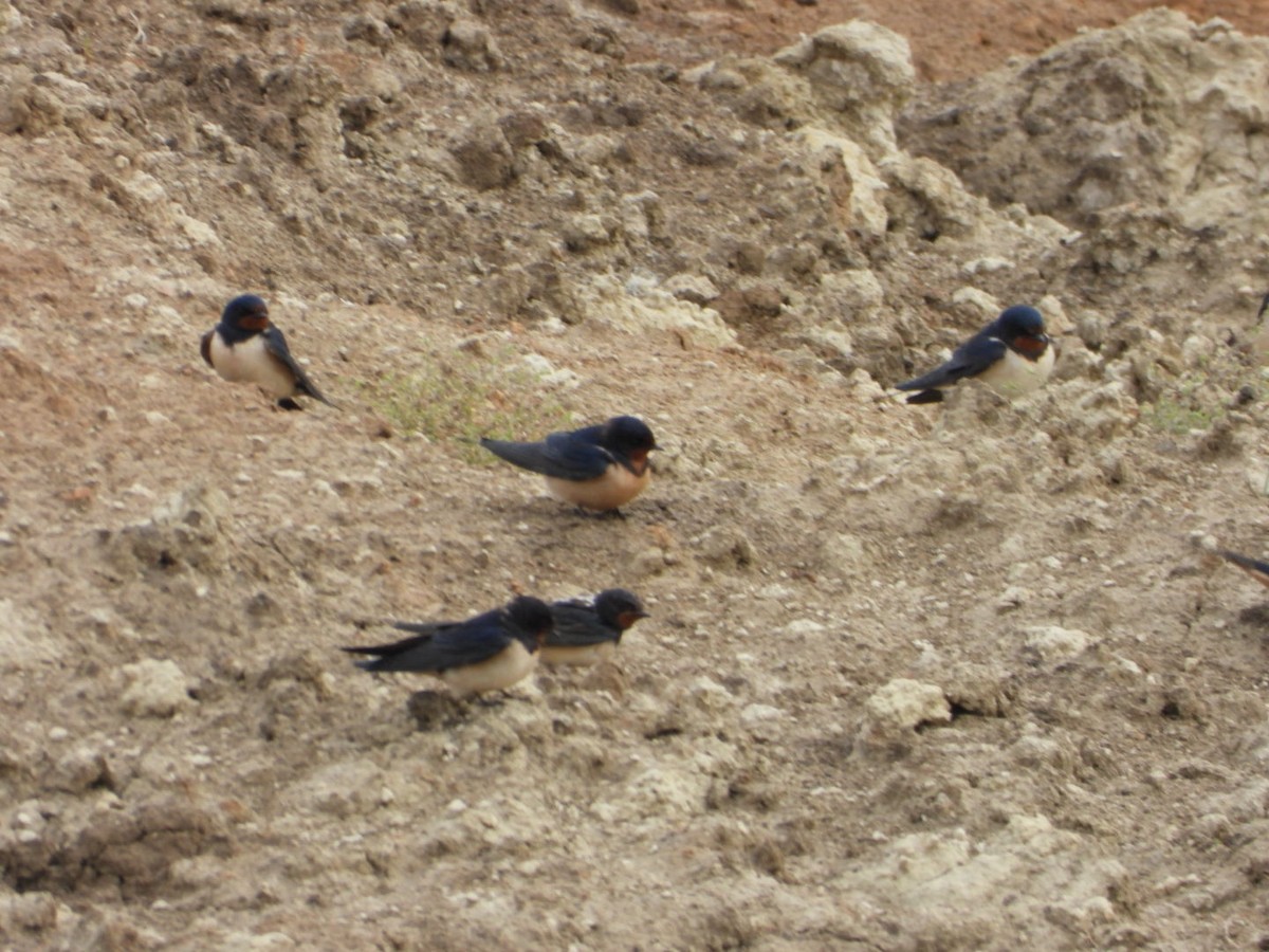 Barn Swallow - Kenan Erayman