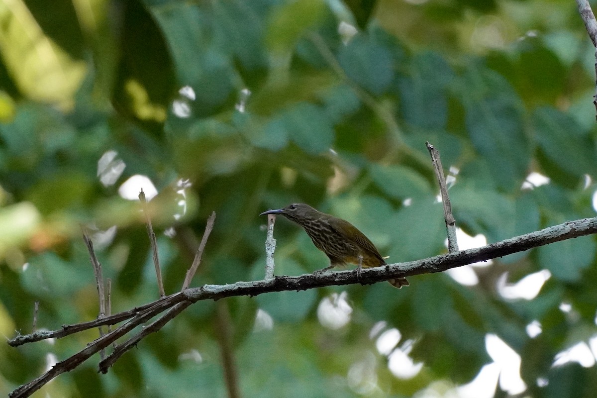 Purple-naped Spiderhunter - Shih-Chun Huang