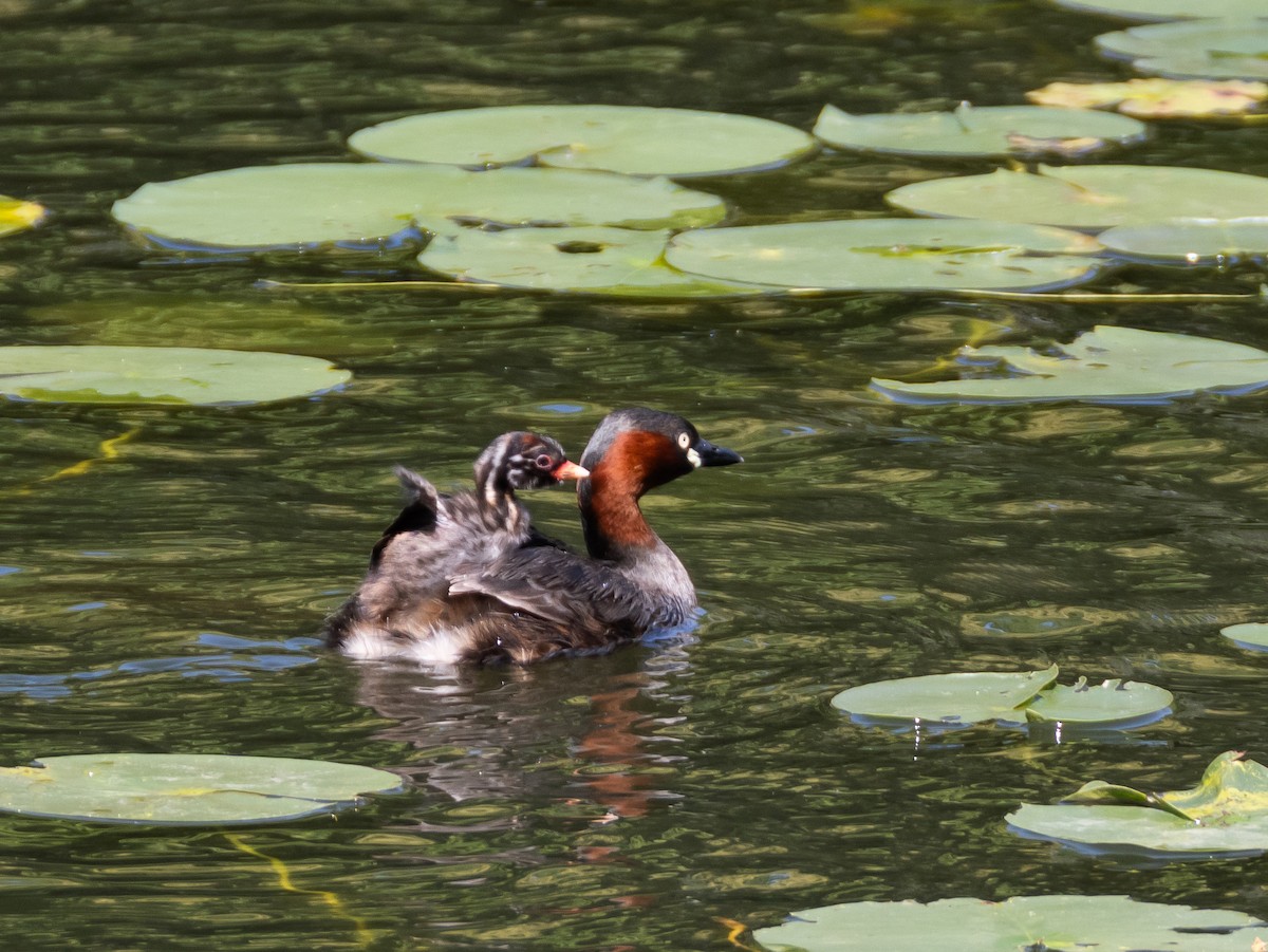 Little Grebe - ML618806817