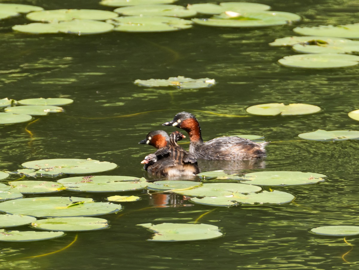 Little Grebe - Hiroyuki Tamura