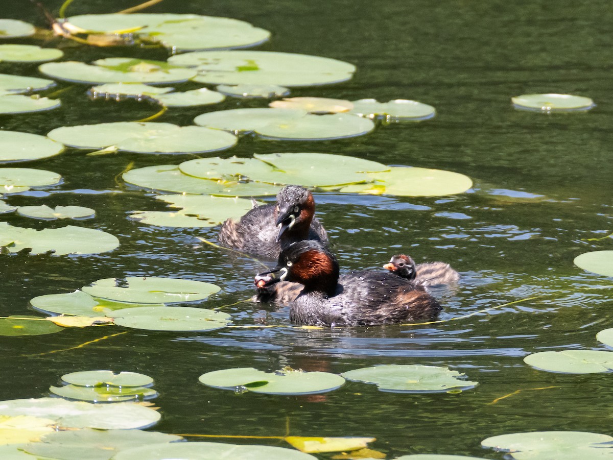 Little Grebe - ML618806822