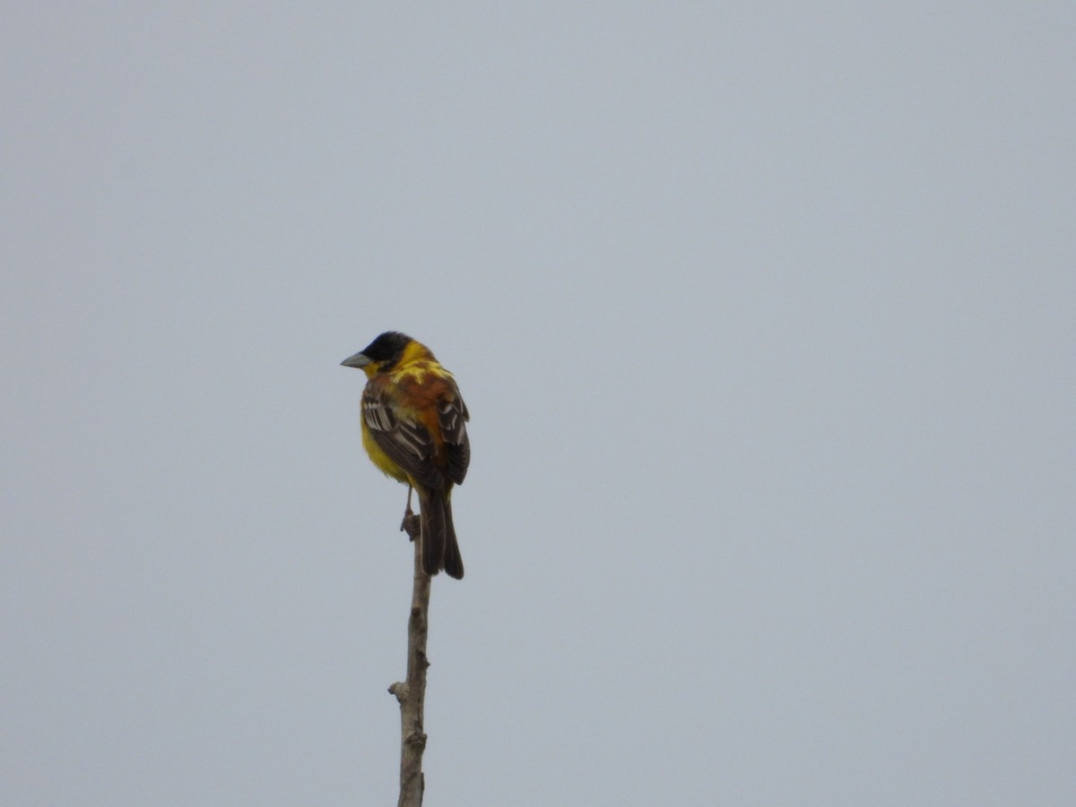 Black-headed Bunting - Kenan Erayman