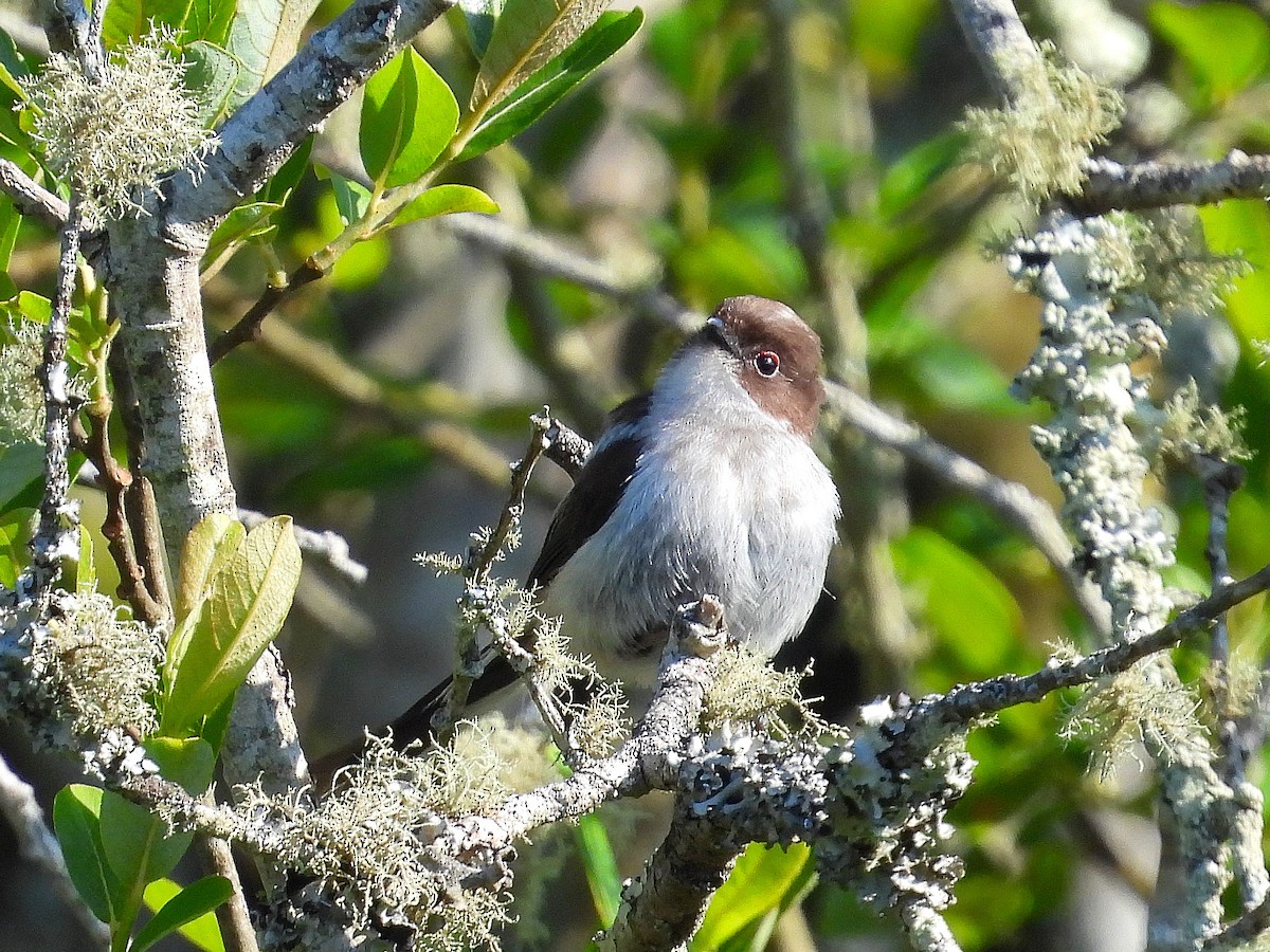 Long-tailed Tit - Pablo García (PGR)