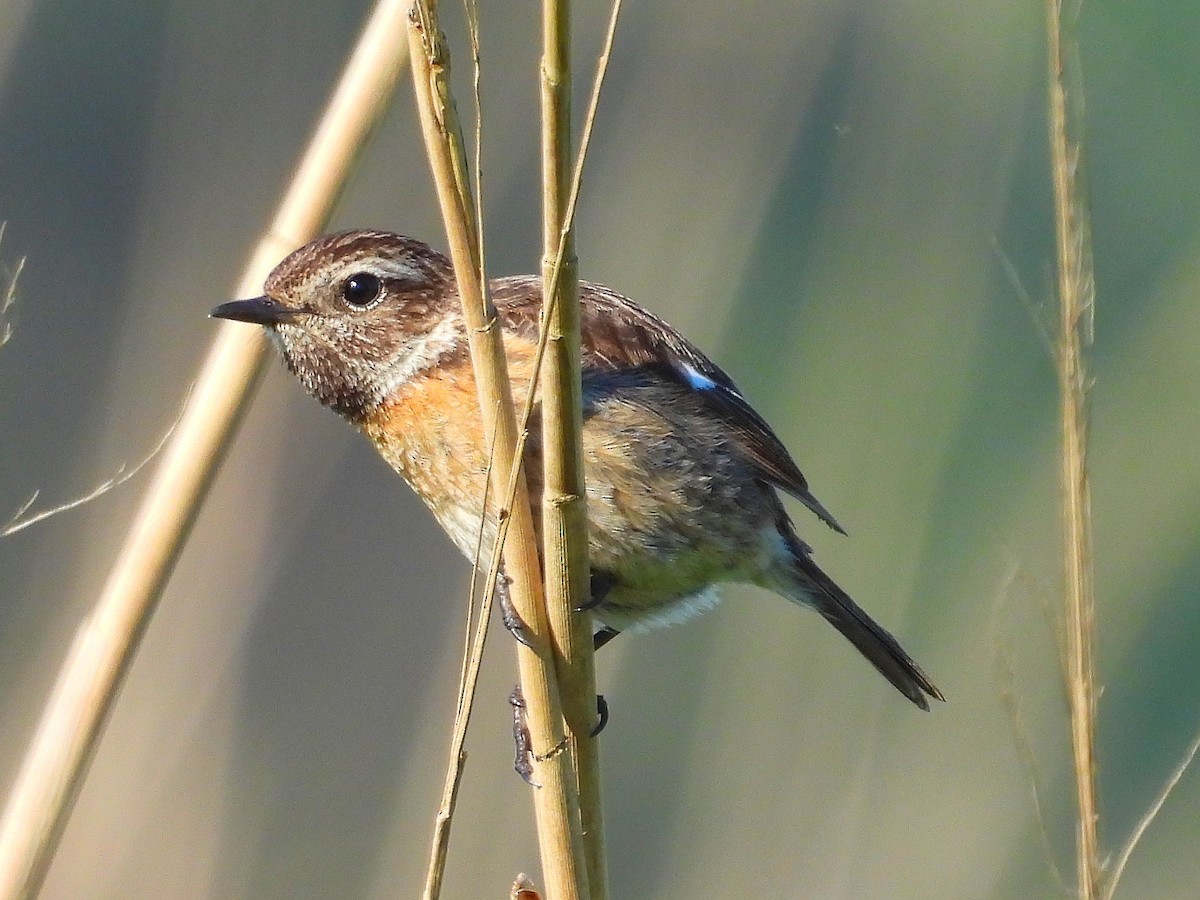 European Stonechat - Pablo García (PGR)