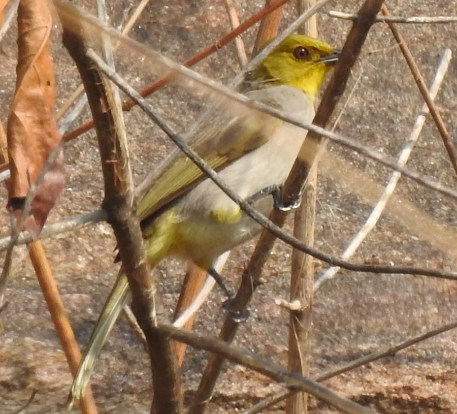 Yellow-throated Bulbul - ML618806837