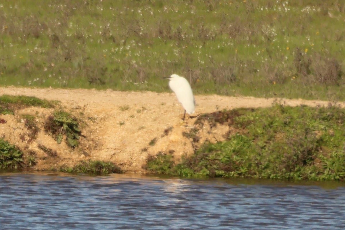 Little Egret - Alexandre Hespanhol Leitão