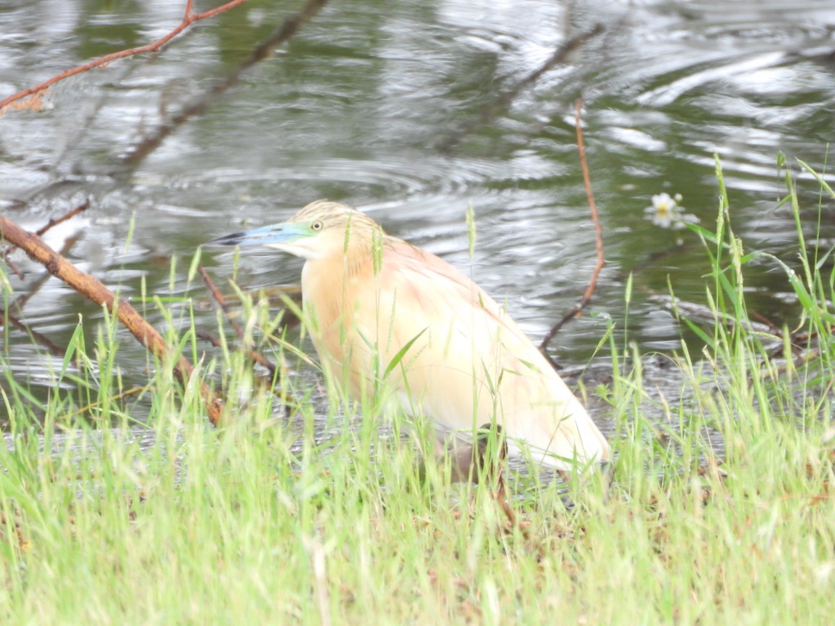 Squacco Heron - Kenan Erayman