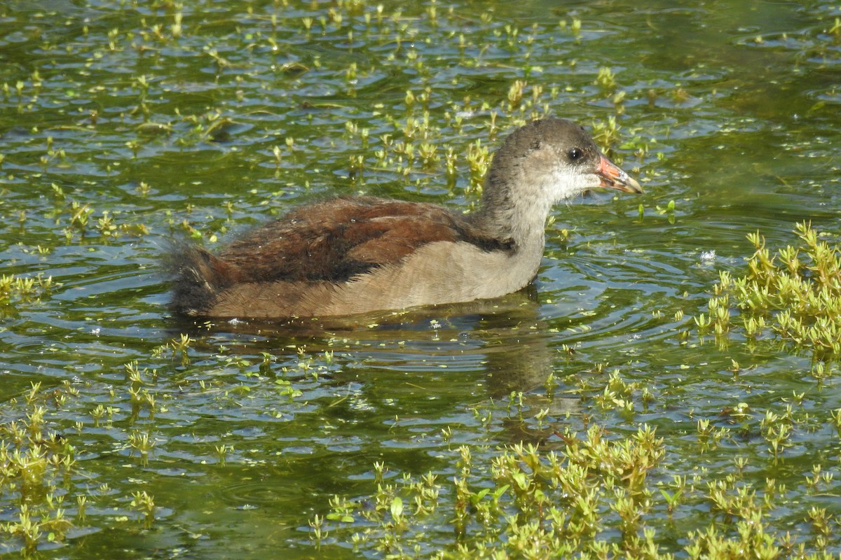 Eurasian Moorhen - Peter Hines