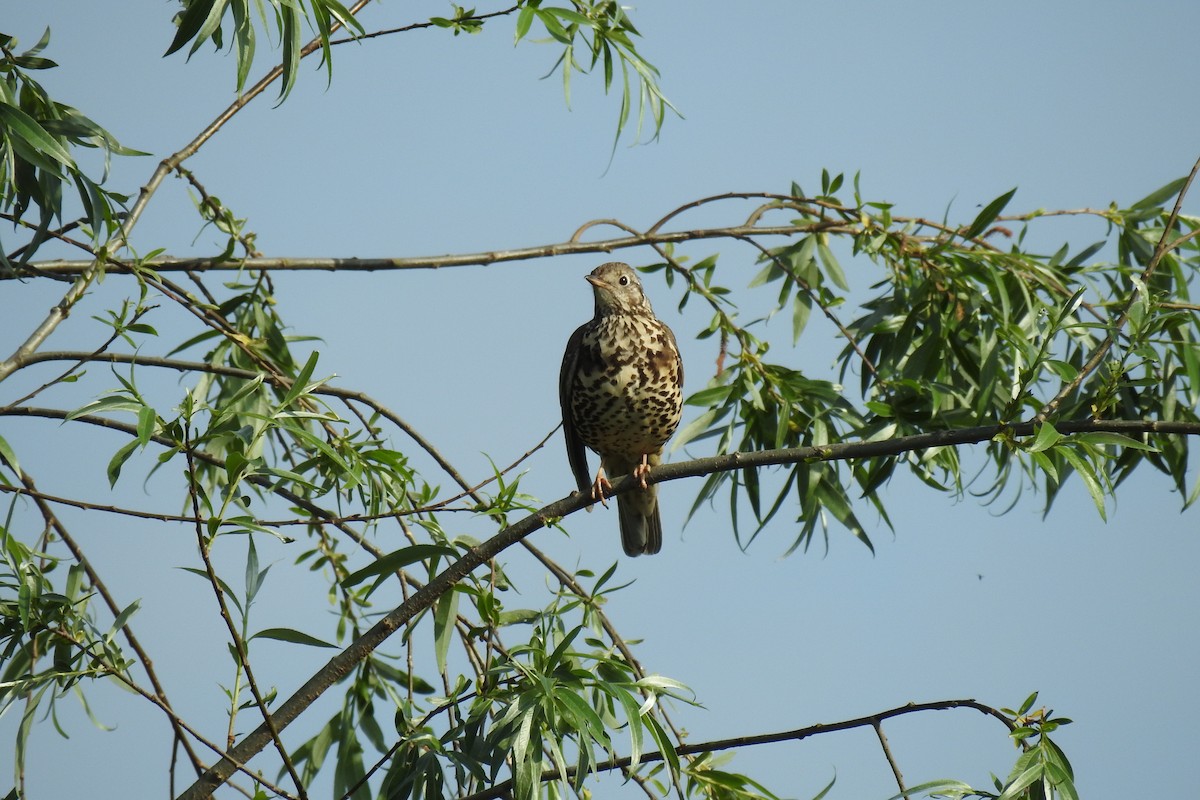 Mistle Thrush - Peter Hines