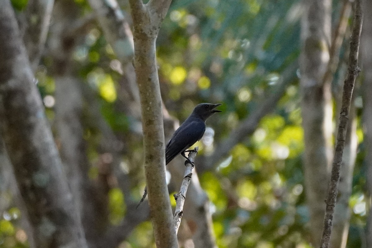 Ashy Drongo - Shih-Chun Huang