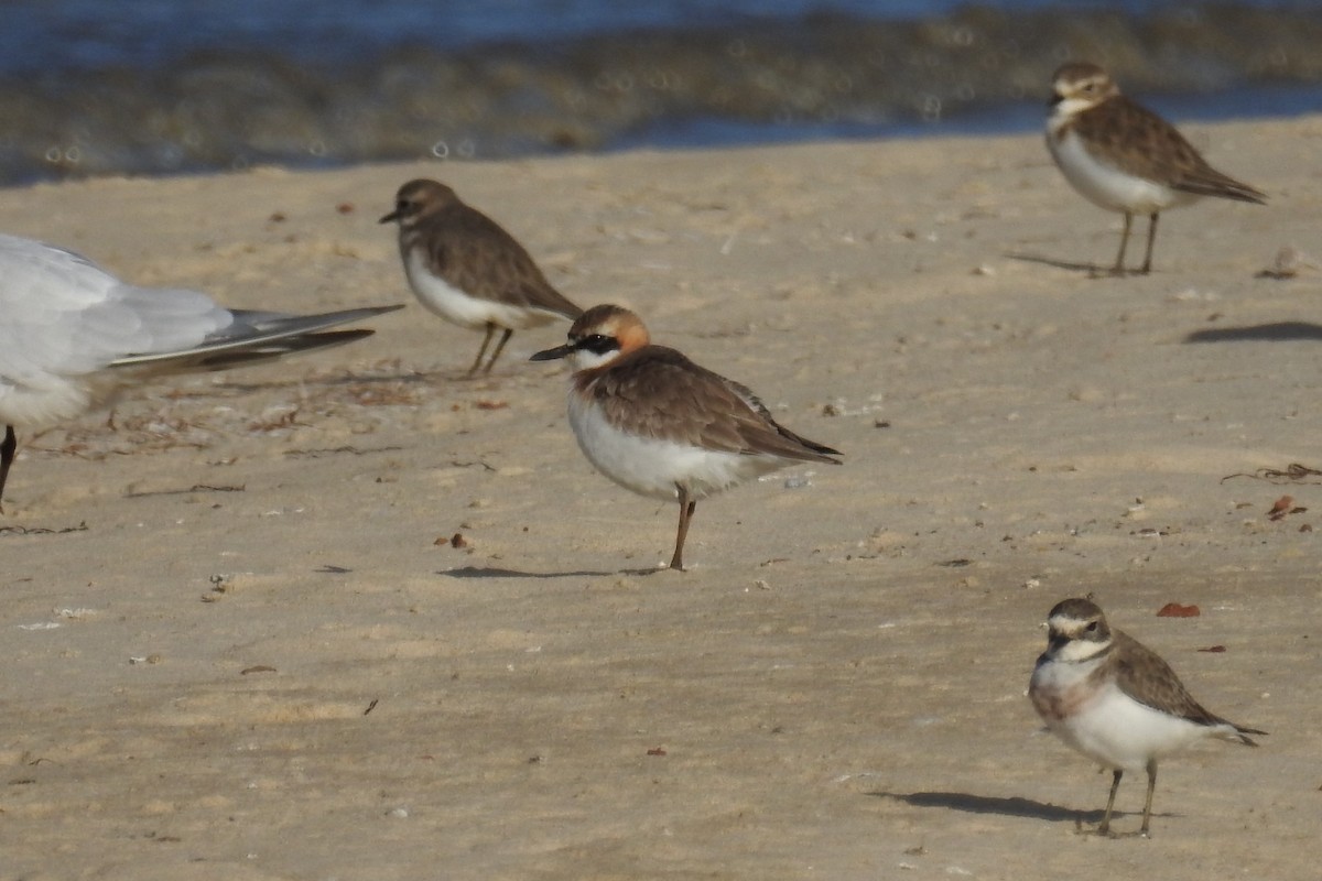 Greater Sand-Plover - Dirk Tomsa