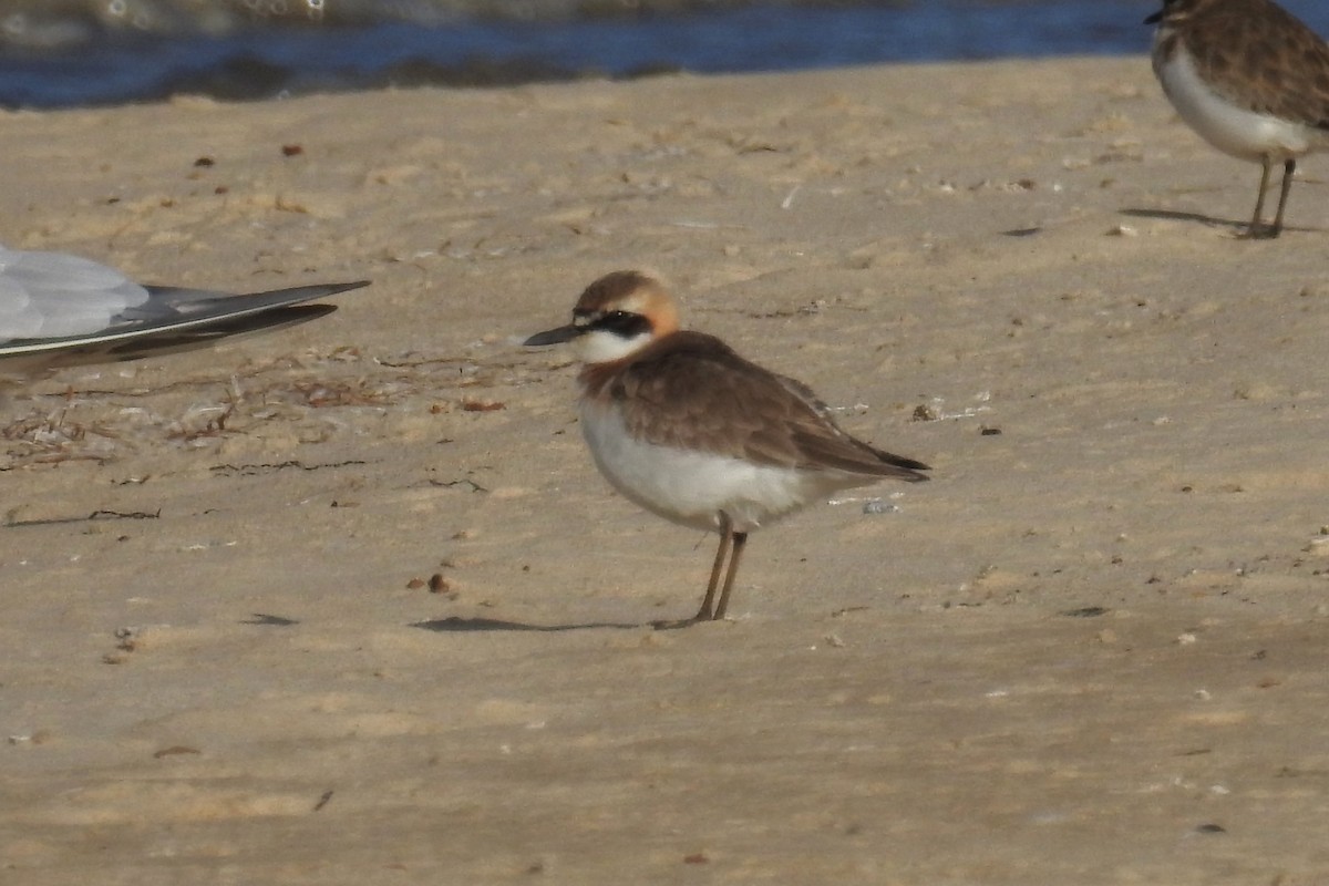 Greater Sand-Plover - Dirk Tomsa